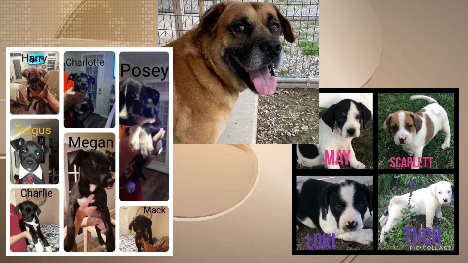 Pets of the Week: October 14, 2011
